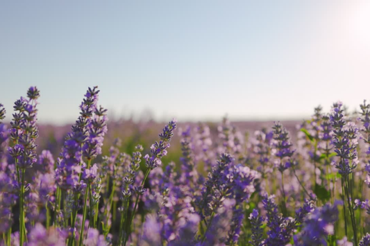 Pure Relaxation with Neroli & Lavender