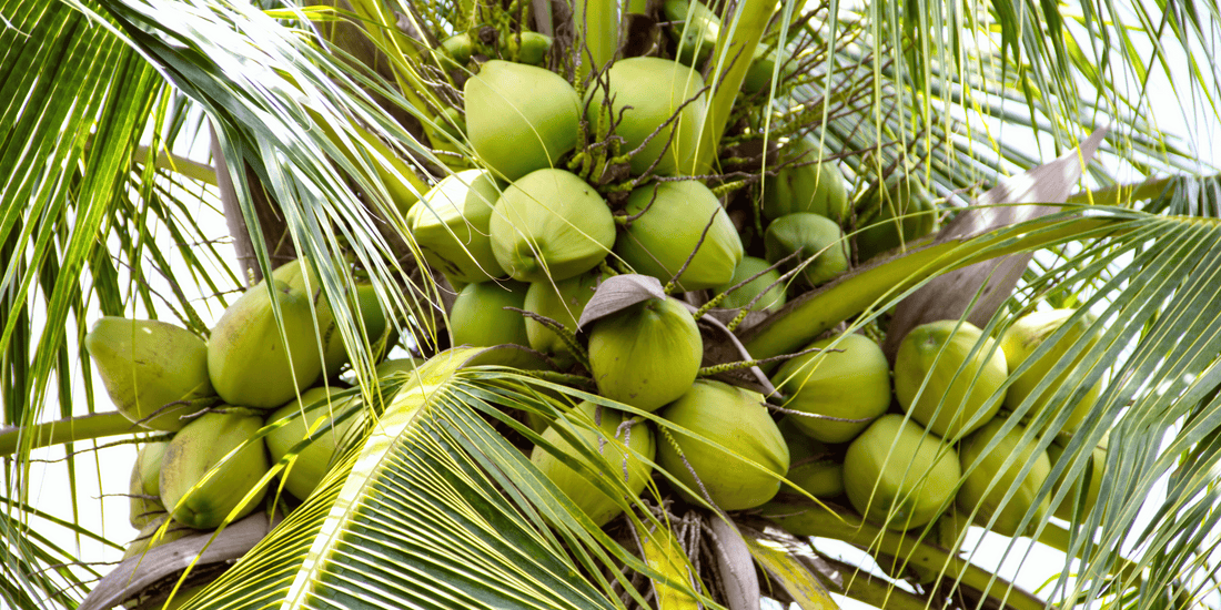 Sustainability Benefits of Coconut and Rapeseed Wax