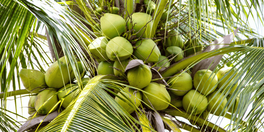 Sustainability Benefits of Coconut and Rapeseed Wax