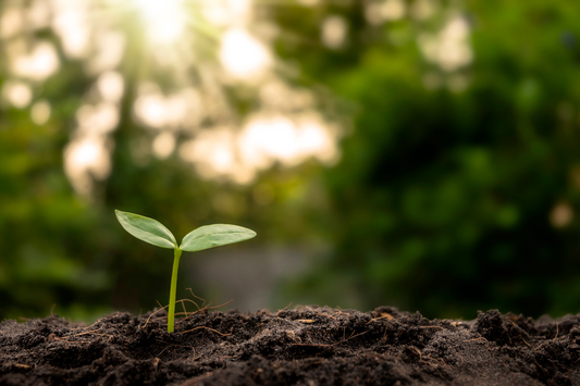Our Commitments to a More Sustainable Future